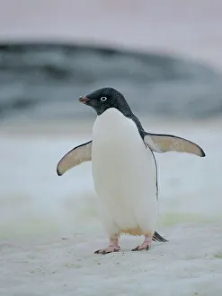 Seabird Prints: Adelie penguin. Antarctica, Antarctic Peninsula, Graham Land, Peterman Island