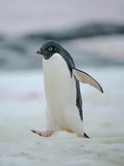 Seabird Prints: Adelie penguin. Antarctica, Antarctic Peninsula, Graham Land, Peterman Island