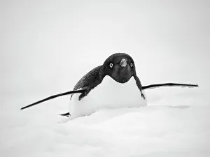 Seabird Prints: Adelie penguin. Antarctica, Antarctic Peninsula, Graham Land, Peterman Island
