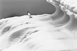 Adelie Penguin blue iceberg Charlotte Bay, Antarctica. Glacier ice blue because air