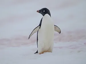 Seabird Prints: Adelie penguin, colored snow due to growth of ice algae