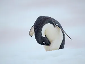 Seabird Prints: Adelie penguin, colored snow due to growth of ice algae