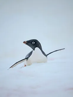 Seabird Prints: Adelie penguin, colored snow due to growth of ice algae
