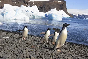 Antarctica Prints: Adelie Penguin. Devil Island, Antarctica