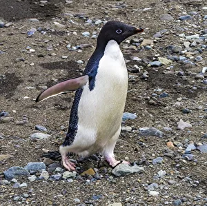 Antarctica Prints: Adelie Penguin in Frei Station South Shetland Islands, Antarctica