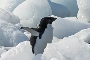Antarctica Gallery: Adelie penguin on ice covered beach, Pleneau and Petermann Islands, South Atlantic Ocean
