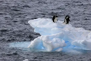 Antarctica Prints: Adelie Penguin. Paulet Island, Antarctica