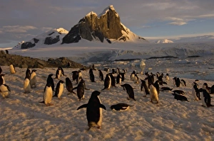 adelie penguin, Pygoscelis Adeliae, colony along the western Antarctic Peninsula
