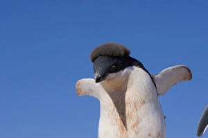 Images Dated 7th February 2007: adelie penguin, Pygoscelis Adeliae, chick on the western Antarctic Peninsula, Antarctica