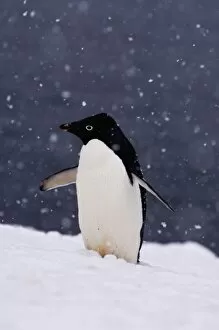 Images Dated 1st February 2007: adelie penguin, Pygoscelis Adeliae, in falling snow along the western Antarctic Peninsula