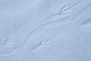 Adelie Penguin, (Pygoscelis adeliae), footprints in snow, Cape Hallett, Ross Sea, Antarctica