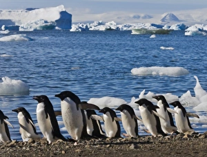 Devil Island Prints: Adelie Penguin (Pygoscelis adeliae) on the beach, Devil Island, Antarctica