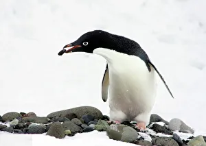 Weather Prints: An Adelie Penguin (Pygoscelis Adeliae) at Paulet Island, Antarctic Peninsula, building
