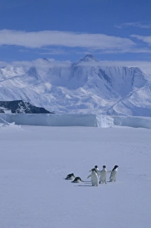 Slide Prints: Adelie Penguin, (Pygoscelis adeliae) on sea ice, Cape Hallett, Victoria Land, Antarctica