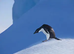 Images Dated 15th January 2009: An adelie penguin stands on a blue iceberg near its colony on Devil Island