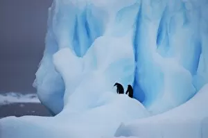 Images Dated 17th February 2006: Adelie penguins on heavily weathered iceberg, near Paulet Island, Weddell Sea, Antarctica