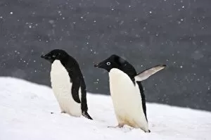 Images Dated 1st February 2007: adelie penguins, Pygoscelis Adeliae, in falling snow along the western Antarctic Peninsula