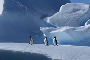 Images Dated 8th February 2007: adelie penguins, Pygoscelis Adeliae, on glacial ice along the western Antarctic Peninsula
