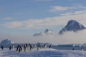 Images Dated 7th February 2007: adelie penguins, Pygoscelis Adeliae, on glacial ice along the western Antarctic Peninsula