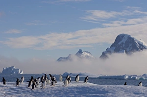 Images Dated 7th February 2007: adelie penguins, Pygoscelis Adeliae, on glacial ice along the western Antarctic Peninsula