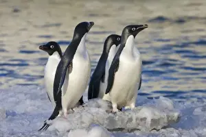 Images Dated 17th August 2011: Adelie Penguins (Pygoscelis adeliae) on South Shetland Island, Antarctica