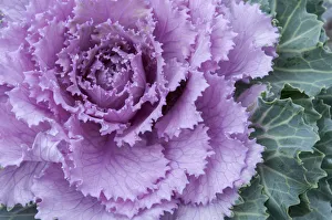 New York State Prints: Adirondack Region, New York, U. S. A. Cabbage flower