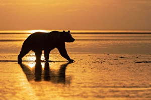 Grizzly Prints: Adult Alaskan brown bear silhouetted at sunrise on tidal flats of Lake Clark National Park and Preserve