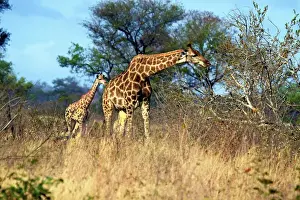 Giraffe Prints: Adult and baby Cape Giraffe, (Giraffa camelopardalis giraffa), Kruger National park