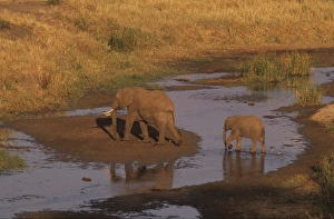 Warm Color Prints: Adult and baby elephant crossing river, Tarangire National Park, Tanzania