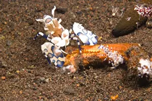 Shrimp Prints: Adult & Baby Harlequin Shrimp (Hymenocera picta) feeding on Sea Star, Tulamben, North Bali