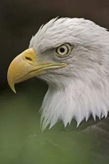 Images Dated 14th May 2004: Adult Bald Eagle