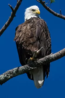 Images Dated 17th March 2006: An adult Bald Eagle, Haliaeetus leucocephalus, perched in a white pine above Katahdin