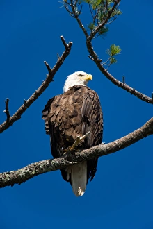 Mature Prints: An adult Bald Eagle, Haliaeetus leucocephalus, perched in a white pine above Katahdin