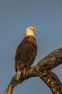 Raptor Prints: An adult bald eagle perches stoically, surveying it's territory