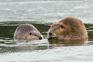 Family Prints: Adult beaver forages along with a youngster in an opening in the ice