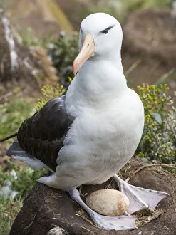 Malvinas Prints: Adult black-browed albatross with egg on tower-shaped nest, Falkland Islands