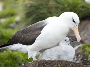Malvinas Prints: Adult black-browed albatross feeding chick on tower-shaped nest, Falkland Islands