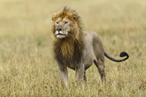 Adult black maned Lion, Panthera leo, Serengeti National Park, Tanzania, Africa