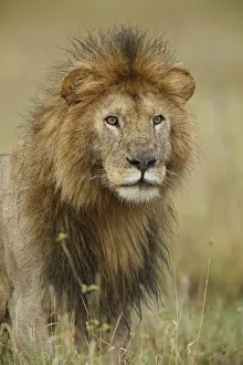Images Dated 1st July 2019: Adult black maned Lion, Panthera leo, Serengeti National Park, Tanzania, Africa