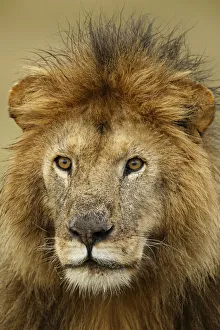 Images Dated 1st July 2019: Adult black maned Lion, Panthera leo, Serengeti National Park, Tanzania, Africa
