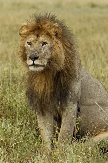 Images Dated 1st July 2019: Adult black maned Lion, Panthera leo, Serengeti National Park, Tanzania, Africa