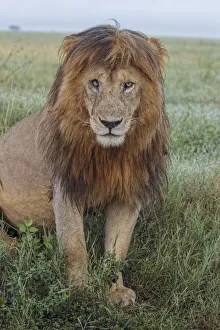 Adult black maned lion, Serengeti National Park, Tanzania, leo