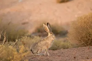 Biology Prints: An adult black-tailed jackrabbit (Lepus californicus) forages on foliage at sunset
