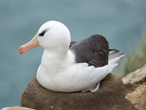 Malvinas Prints: Adult brooding on tower-shaped nest. Black-browed albatross, Falkland Islands