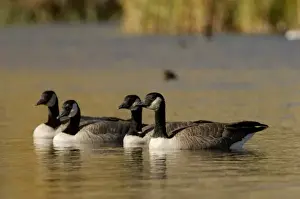 Gaggle Prints: Adult Canadian Geese, National Elk Refuge, Wyoming