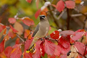 Birding Prints: Adult Cedar Waxwing on hawthorn with snow, Grand Teton NP, Wyoming