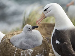 Tubenose Prints: Adult and chick black-browed albatross on tower-shaped nest, Falkland Islands