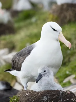 Adult and chick on tower-shaped nest. Black-browed albatross, Falkland Islands