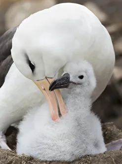 Malvinas Prints: Adult and chick on tower-shaped nest. Black-browed albatross, Falkland Islands