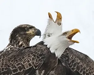 Juvenile Prints: Two adult eagles squawking